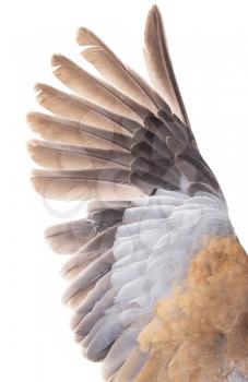 wing dove on white background