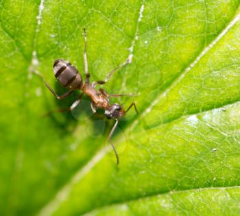 ant in nature. macro