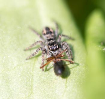 spider eating an ant. macro