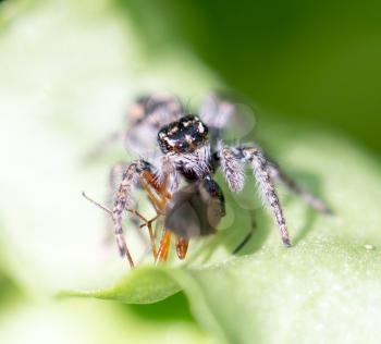 spider eating an ant. macro