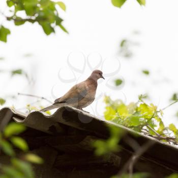 pigeon on nature