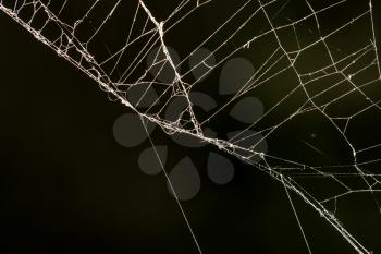 spider web on a black background