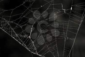 spider web on a black background