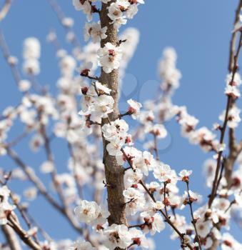 beautiful flowers on the tree in nature