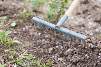 rake in the garden