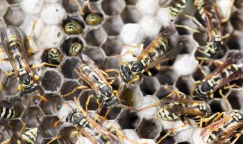 Wasps on comb