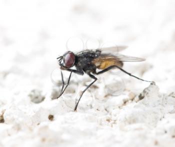 fly in nature. macro