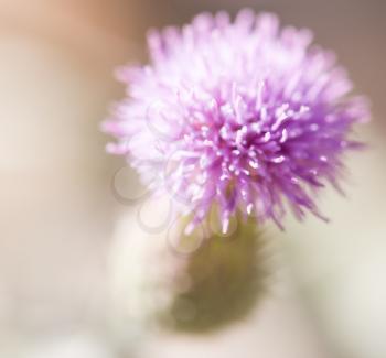 flower on a thorn