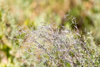 plant dry prickly nature