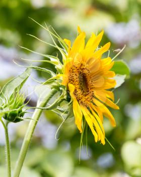 sunflower on nature