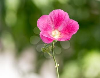 beautiful red flower in nature