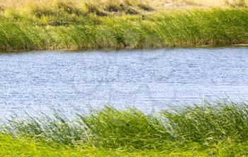 green reeds on Lake Outdoors