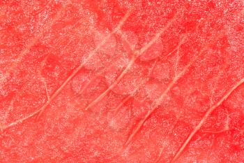 watermelon. close-up