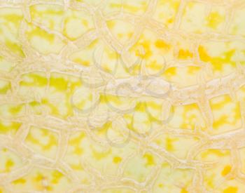 melon. close-up