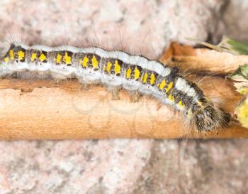 caterpillar in nature. close-up