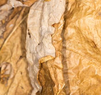 background of dry leaf in the nature. close-up