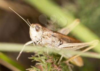 grasshopper in nature