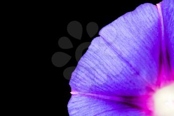 blue flower. close-up