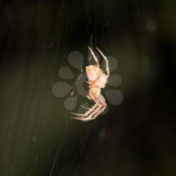 spider's web. close-up