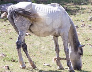 Royalty Free Photo of a Thin Horse