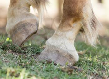 the horse's hooves on the nature