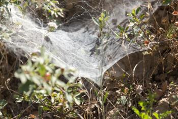 Web on the plant in nature