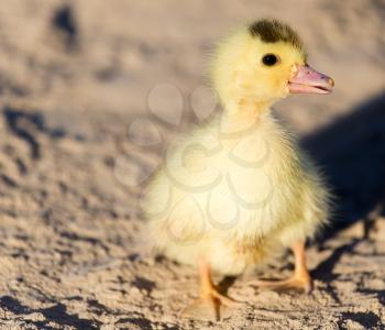 little duckling in nature