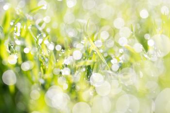 dew on the grass in nature