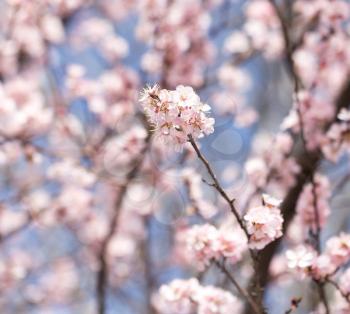 beautiful flowers on the tree in nature