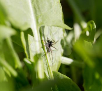 spider in nature. macro