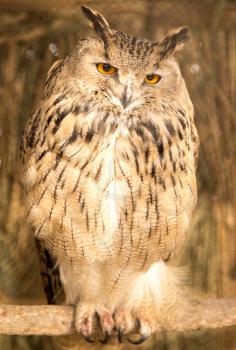 portrait of an owl in the park