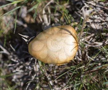 mushroom in nature