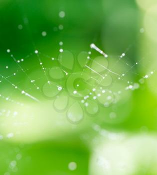 Spider on web covered by water drops, green background