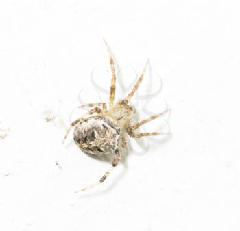 spider on white wall. macro