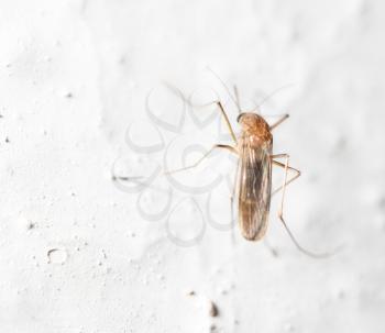 mosquito on the white wall. macro