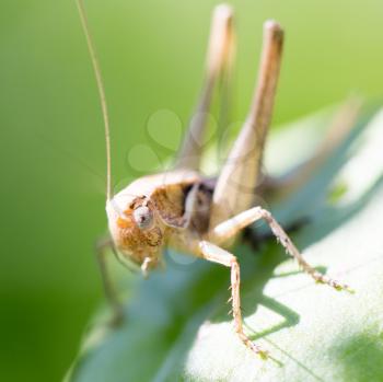 grasshopper in nature. macro