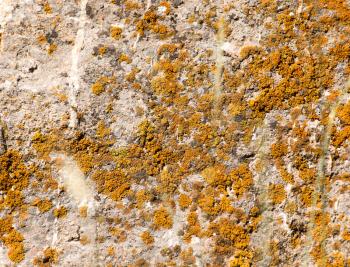 moss on a concrete wall