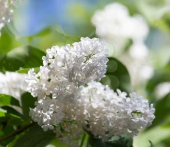 white lilac nature