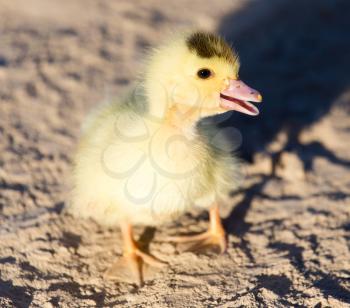 little duckling in nature