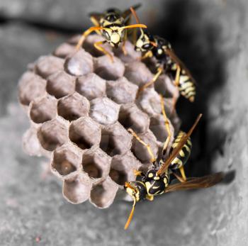 Wasp Nest with Pupae