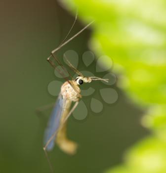 mosquito in nature. macro