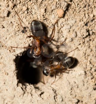 ant in nature. macro