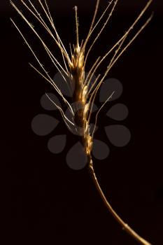 wheat on a black background. Macro