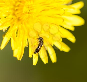 fly on a yellow dandelion. macro
