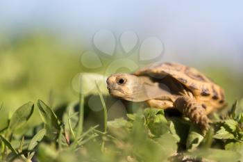 turtle in nature