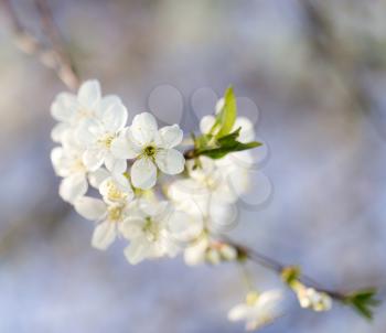 White flowers on a tree