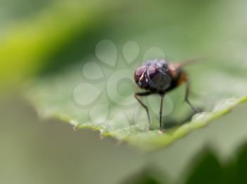 fly in nature. Macro