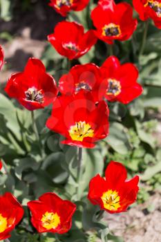 tulip on nature