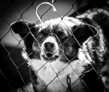 angry dog ​​behind a fence