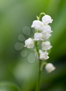 Beautiful flowers lily of the valley on the nature